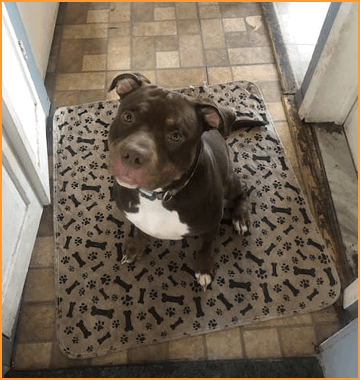 Furthrive Pads user Alexis S.